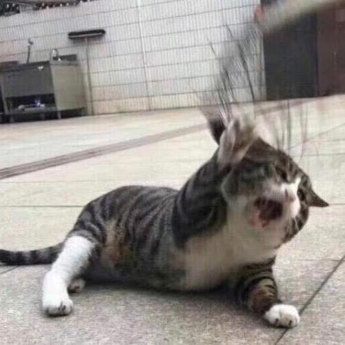 สมาชิกหมายเลข 6185990