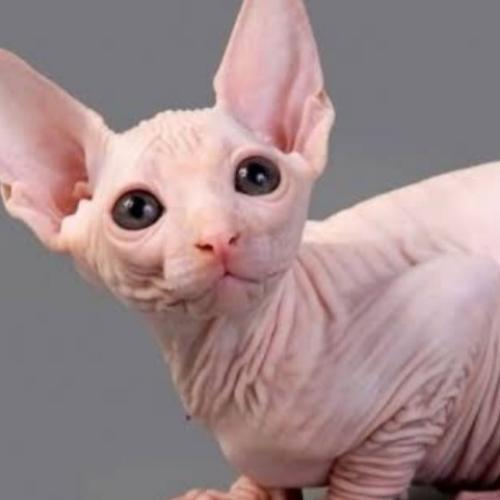 สมาชิกหมายเลข 4781794