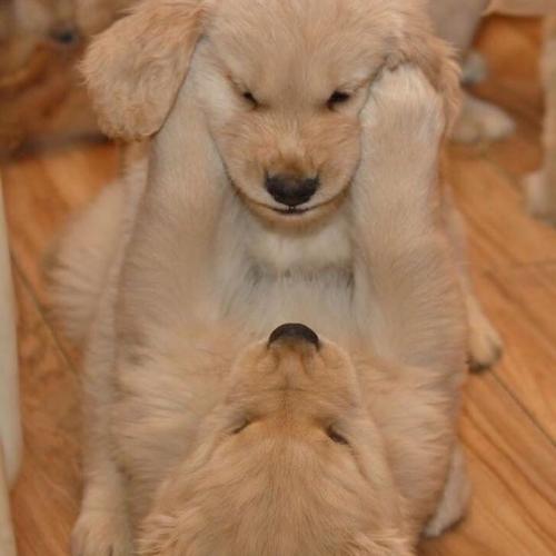 สมาชิกหมายเลข 5619227