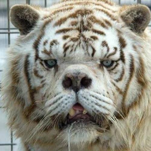 สมาชิกหมายเลข 6186791