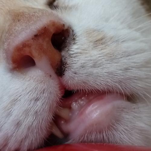 คุณแมวกำลังยึดครองบ้าน