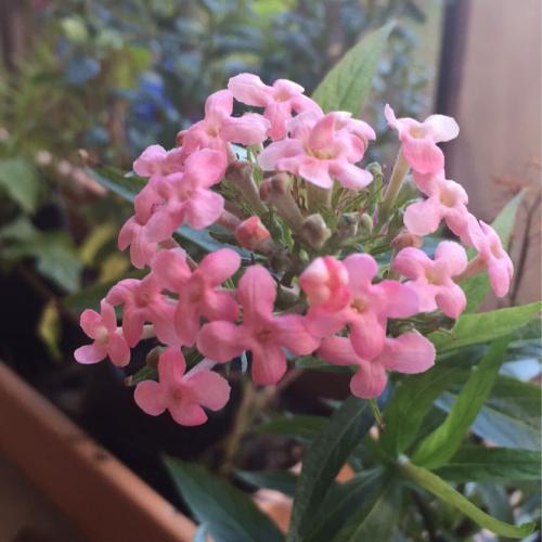 สมาชิกหมายเลข 1200195