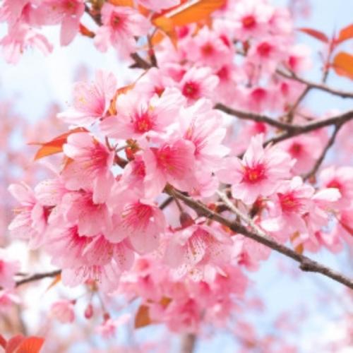 Happiness is a Choice