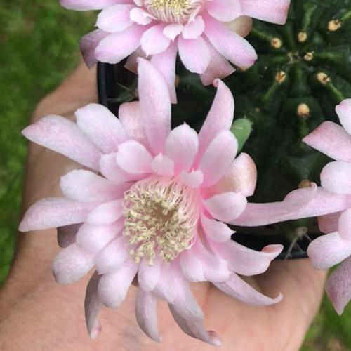 คุณแม่มาเฟีย