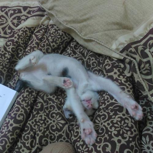 สมาชิกหมายเลข 3368508