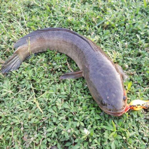 ถ้าเลือกได้ขอเกิดเป็นปลาช่อน