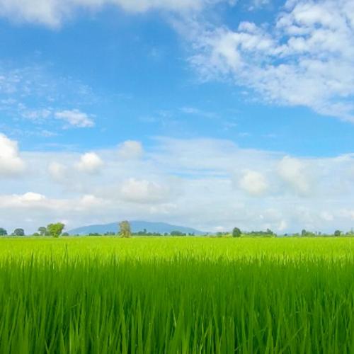 สมาชิกหมายเลข 8524438