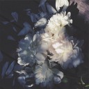 สมาชิกหมายเลข 1464489