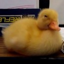 สมาชิกหมายเลข 3932549