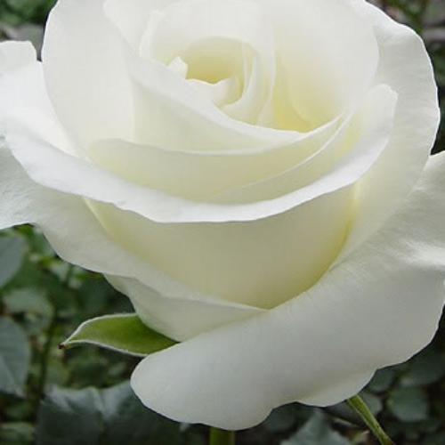 สมาชิกหมายเลข 4821436