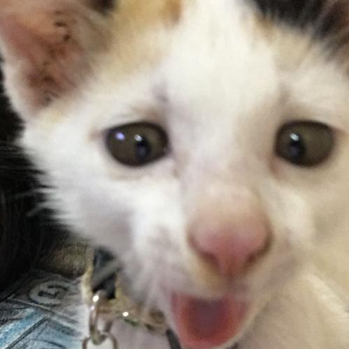 สมาชิกหมายเลข 3724051