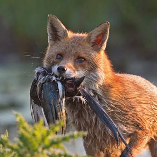 สมาชิกหมายเลข 4432305