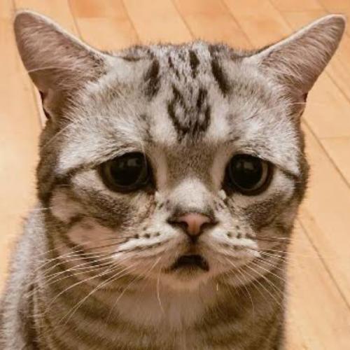 มีญาติเป็นแมว