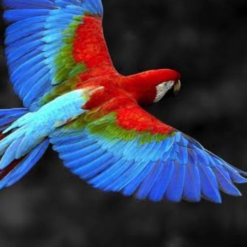 สมาชิกหมายเลข 5205374