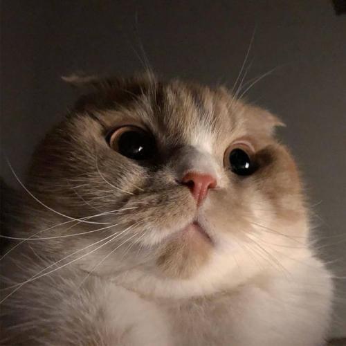 สมาชิกหมายเลข 4165096