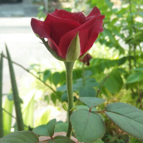 สมาชิกหมายเลข 4511077