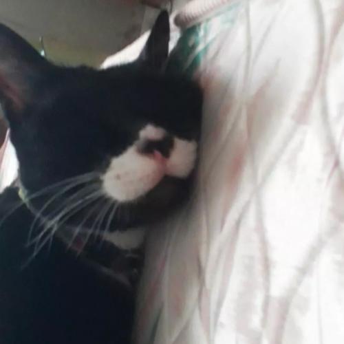 สมาชิกหมายเลข 5660036