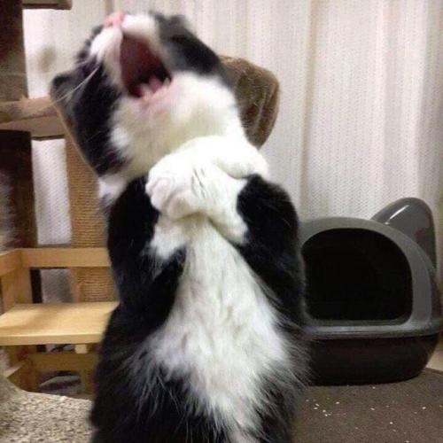 สมาชิกหมายเลข 6831389