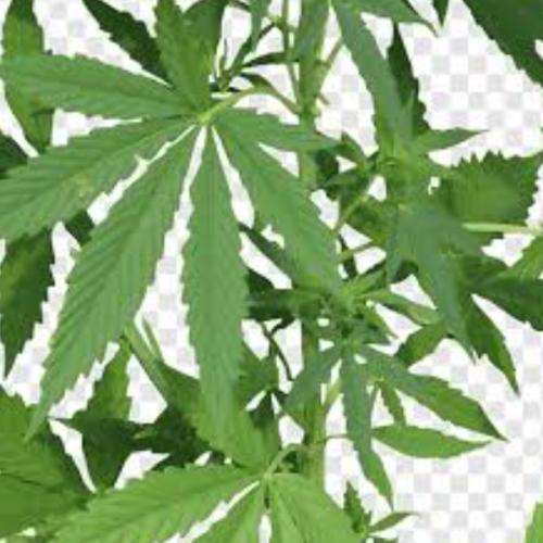 สมาชิกหมายเลข 7600228