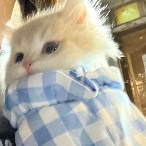 สมาชิกหมายเลข 8527438