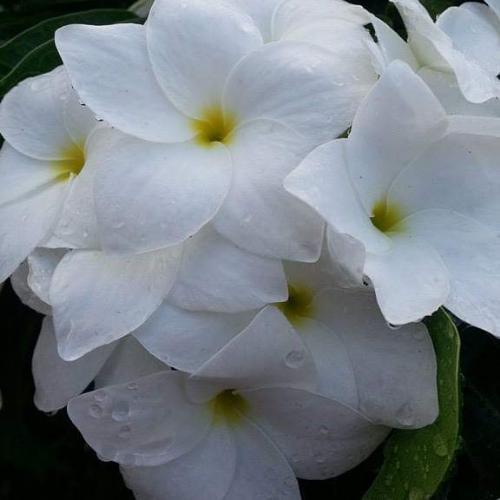 สมาชิกหมายเลข 5622153