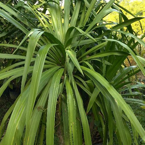 สมาชิกหมายเลข 5622215