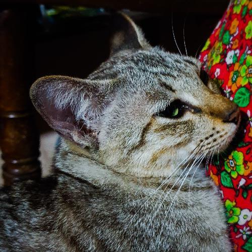 สมาชิกหมายเลข 6126782