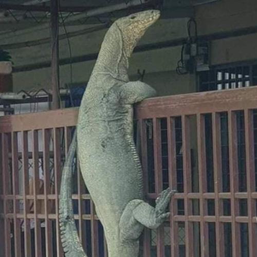 สมาชิกหมายเลข 6430538