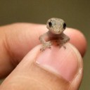 สมาชิกหมายเลข 4029176