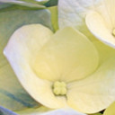 สมาชิกหมายเลข 4807614