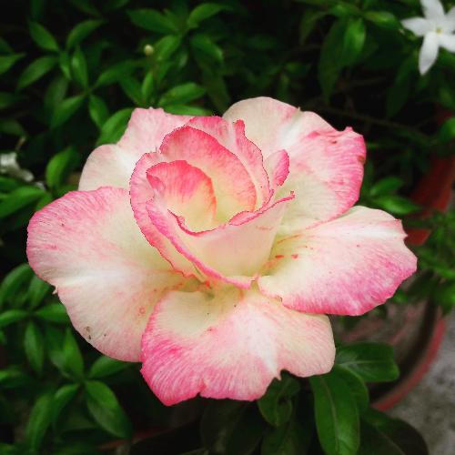 สมาชิกหมายเลข 3348199