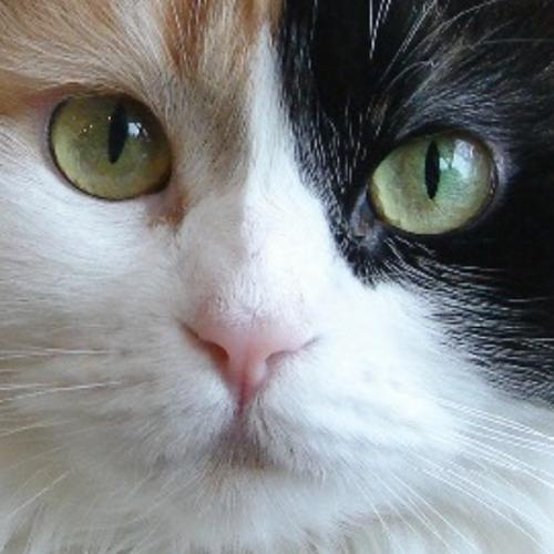 สมาชิกหมายเลข 6051889