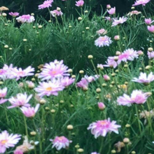 สมาชิกหมายเลข 4491616