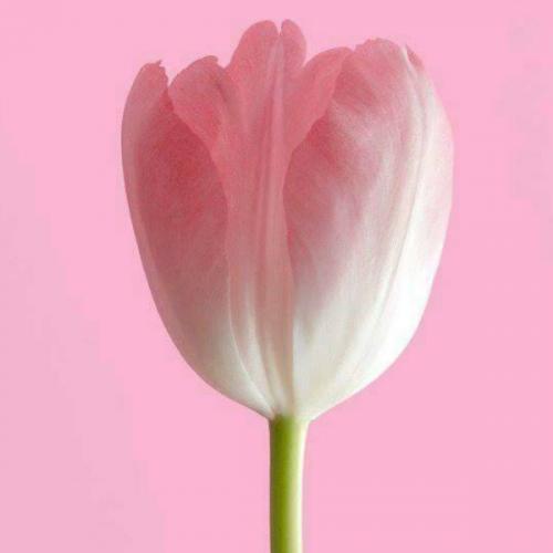 สมาชิกหมายเลข 4053549