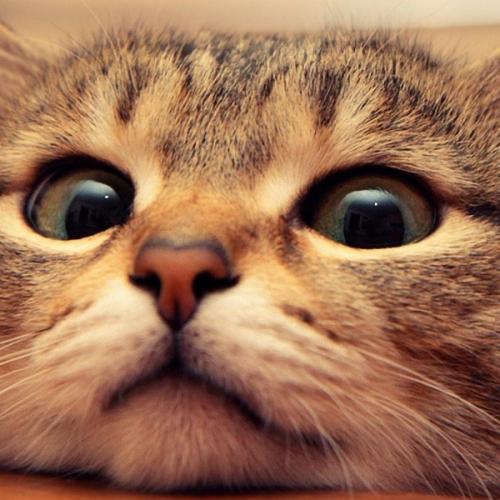 สมาชิกหมายเลข 5085969