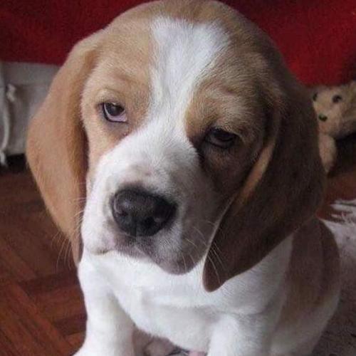 สมาชิกหมายเลข 5622589