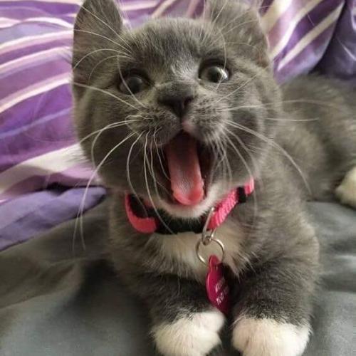 สมาชิกหมายเลข 4469182