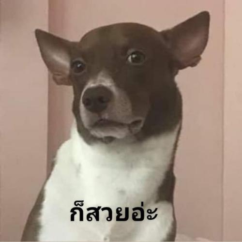 สมาชิกหมายเลข 5623724