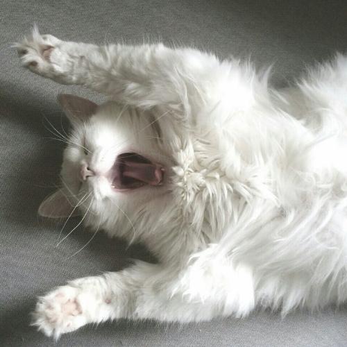 สมาชิกหมายเลข 4823883