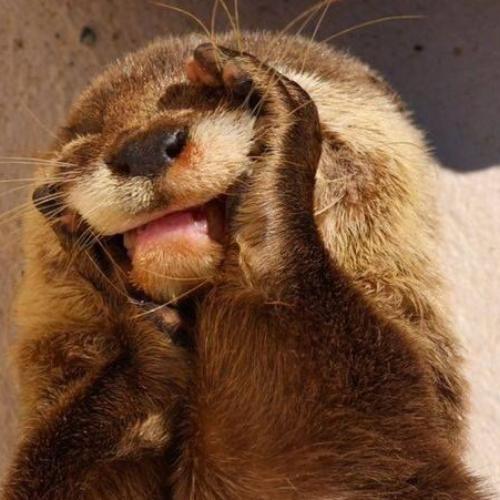 สมาชิกหมายเลข 6192397