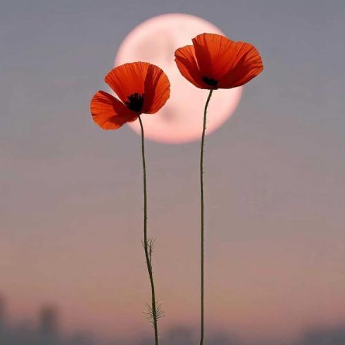 สมาชิกหมายเลข 8532580