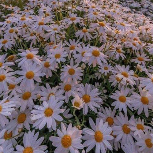 สมาชิกหมายเลข 4183921