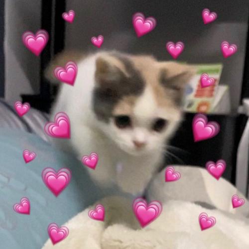 สมาชิกหมายเลข 6164463