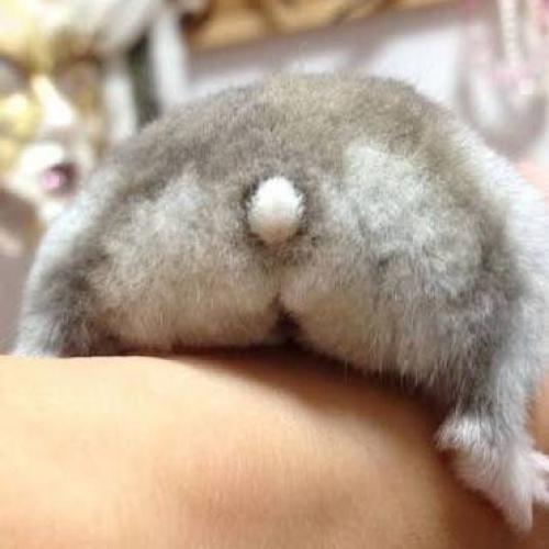 สมาชิกหมายเลข 3045383