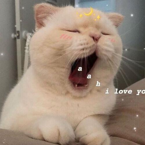 สมาชิกหมายเลข 4556827