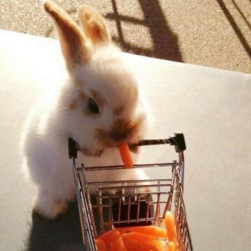 สมาชิกหมายเลข 4830452