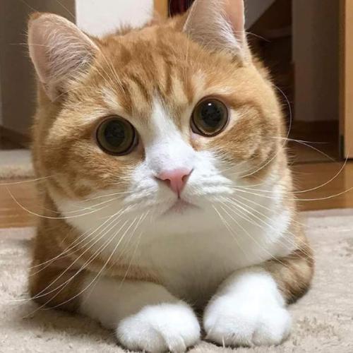 แมวตากลมนั่งตากลม