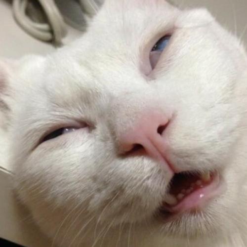 สมาชิกหมายเลข 4684180