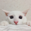 สมาชิกหมายเลข 4494048