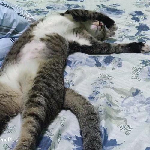 สมาชิกหมายเลข 3138430